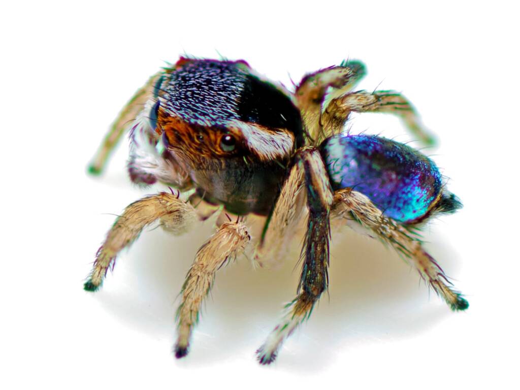 Unusual Peacock Spider (Maratus anomalus), Rainbow Beach QLD © Tony Eales