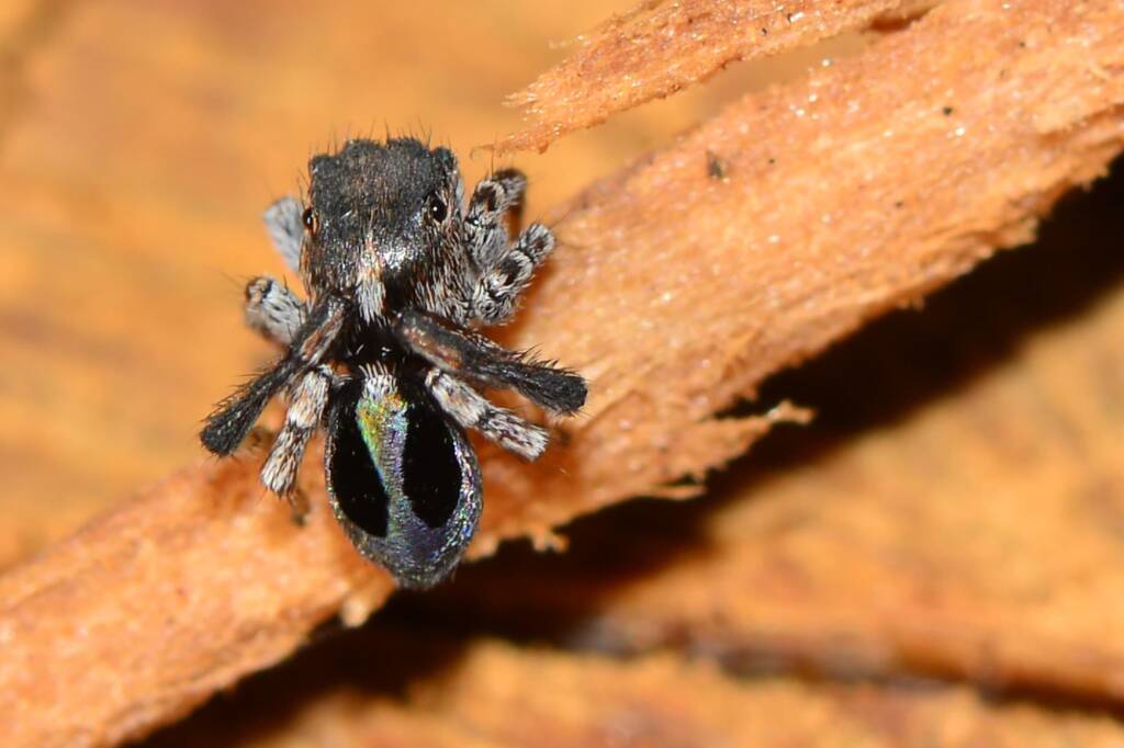 Maratus chrysomelas, Swan View WA © Jean and Fred Hort