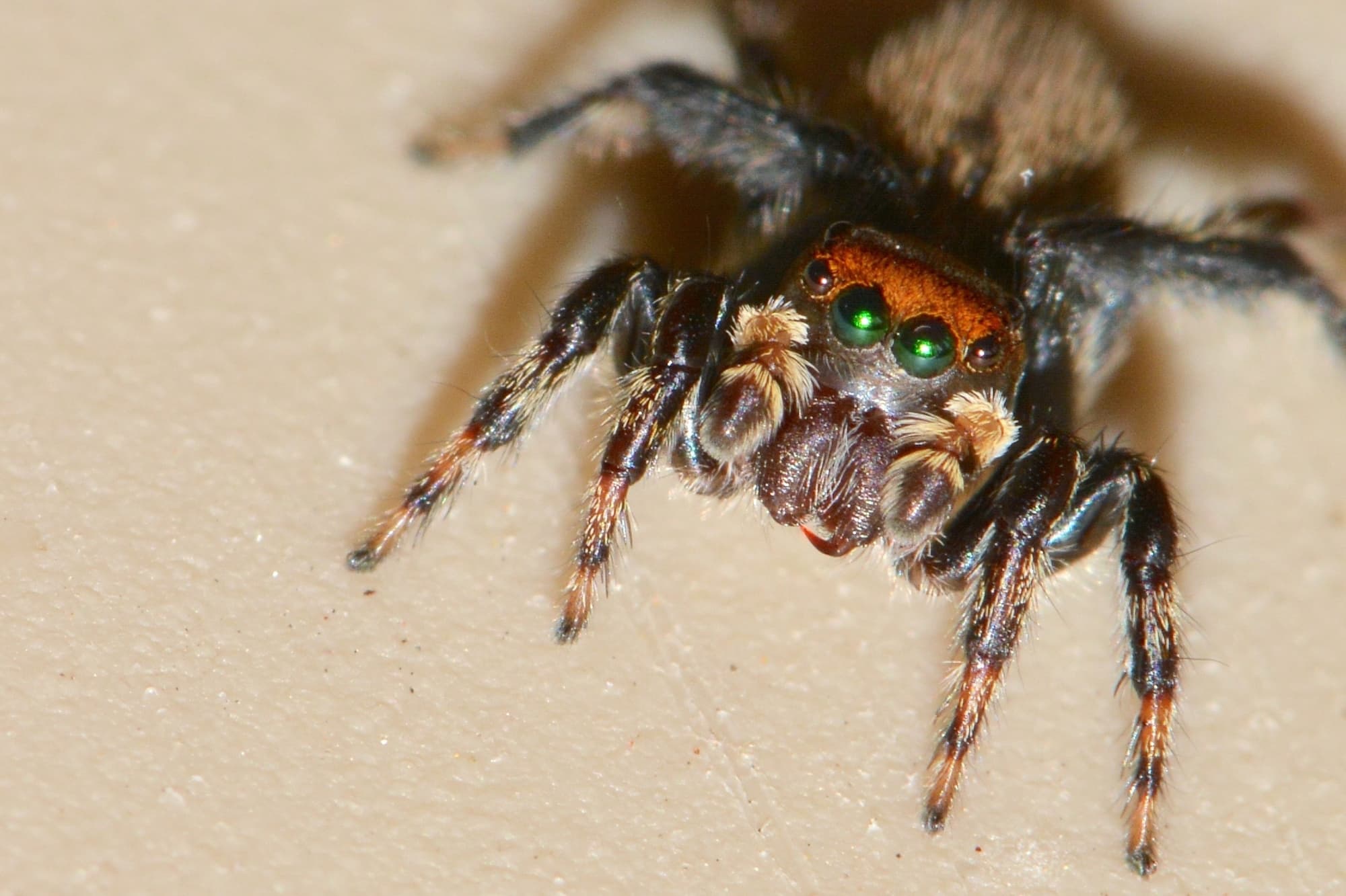 Maratus griseus, Gledhow Albany WA © Jean and Fred Hort