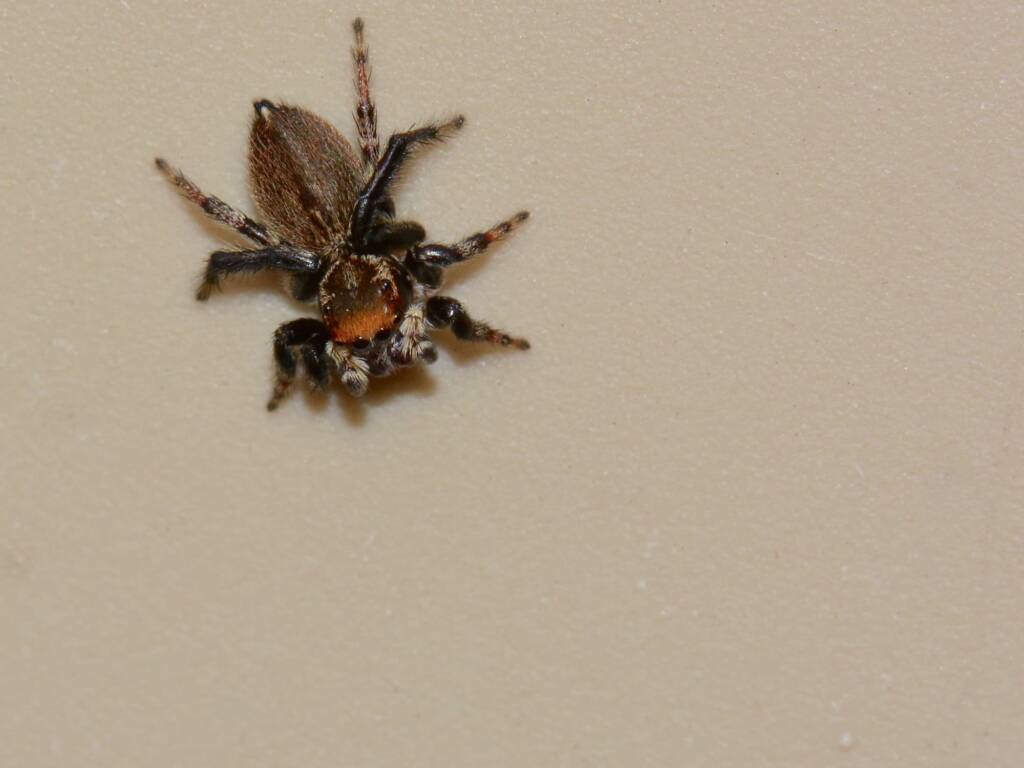 Maratus griseus, Gledhow Albany WA © Jean and Fred Hort