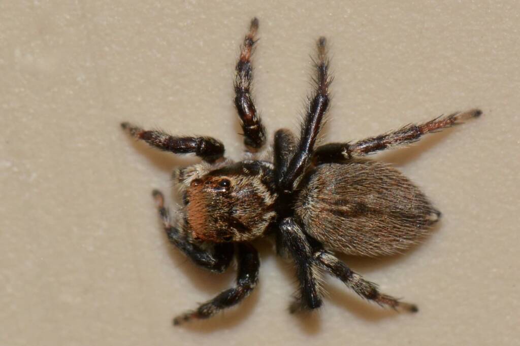 Maratus griseus, Gledhow Albany WA © Jean and Fred Hort