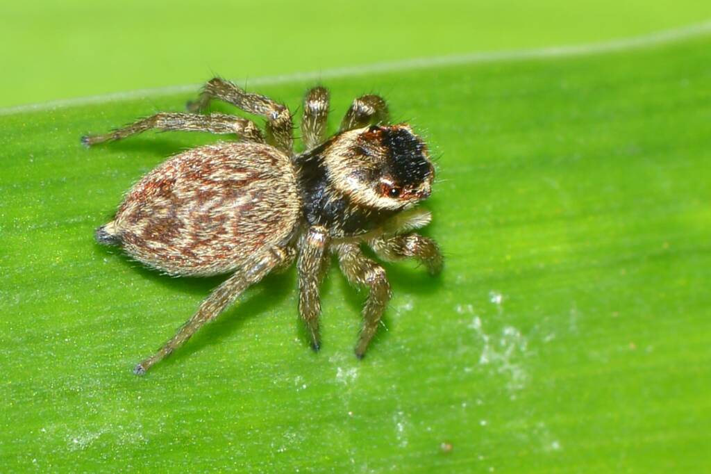 Maratus griseus (female), Swan View WA © Jean and Fred Hort
