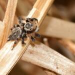 Maratus griseus (male), Swan View WA © Jean and Fred Hort
