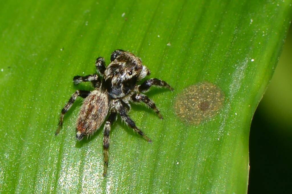 Maratus griseus (male), Swan View WA © Jean and Fred Hort