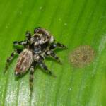 Maratus griseus (male), Swan View WA © Jean and Fred Hort