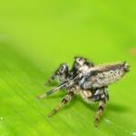 Maratus griseus (male), Swan View WA © Jean and Fred Hort