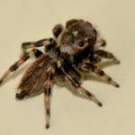 Maratus griseus (male), Swan View WA © Jean and Fred Hort