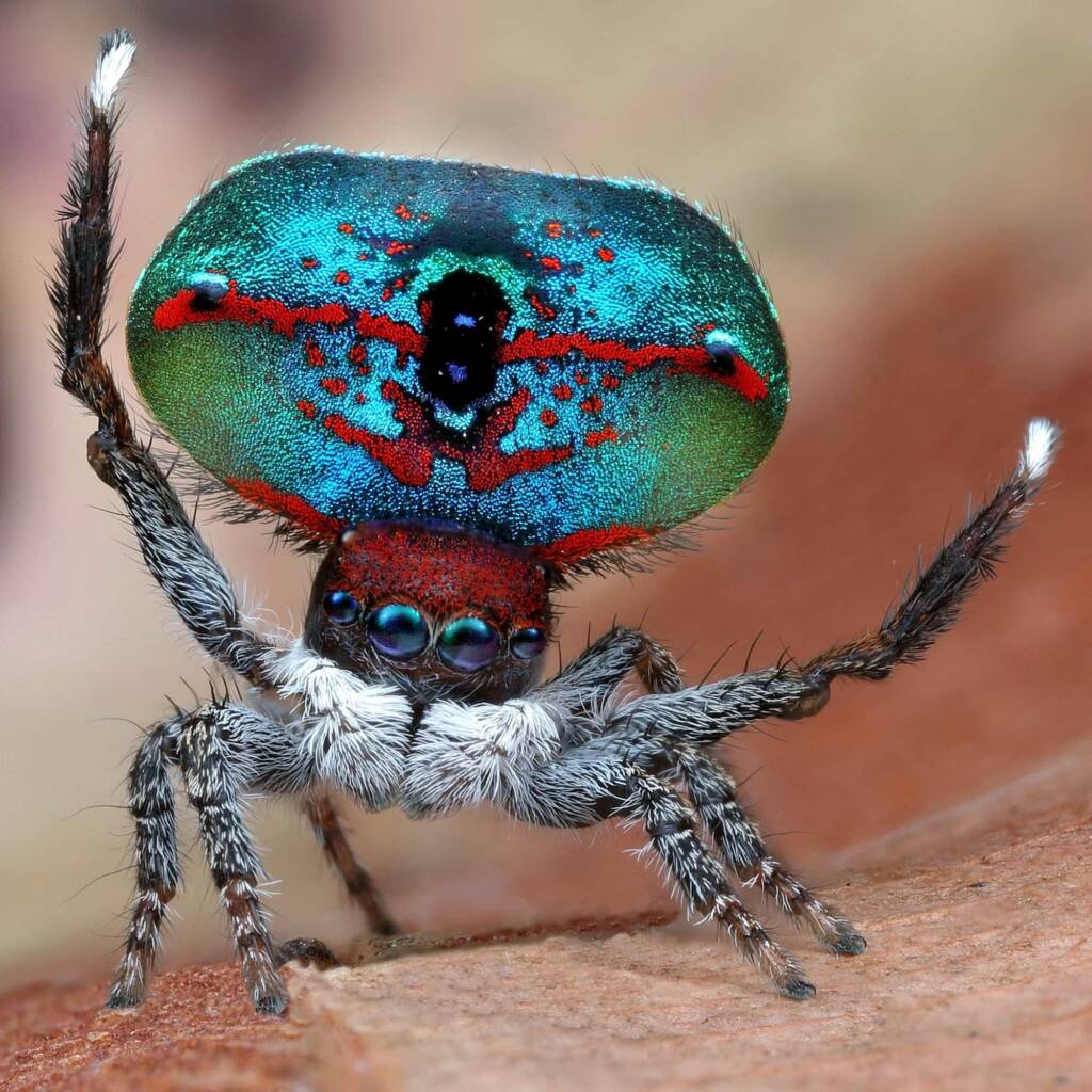 Maratus hortorm, WA © Michael Doe