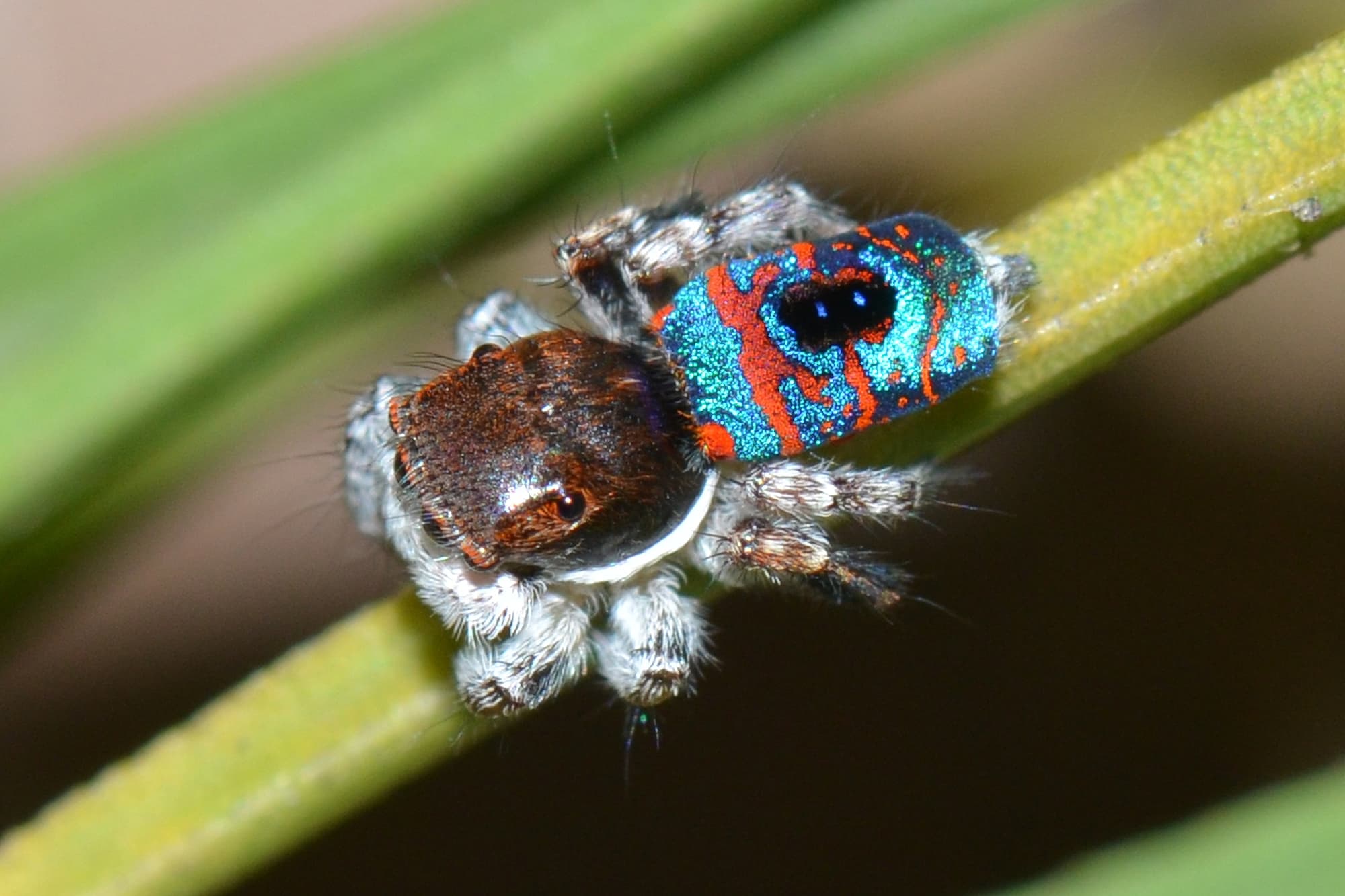 Maratus hortorum, Talbot Road Reserve, Stratton WA © Jean and Fred Hort