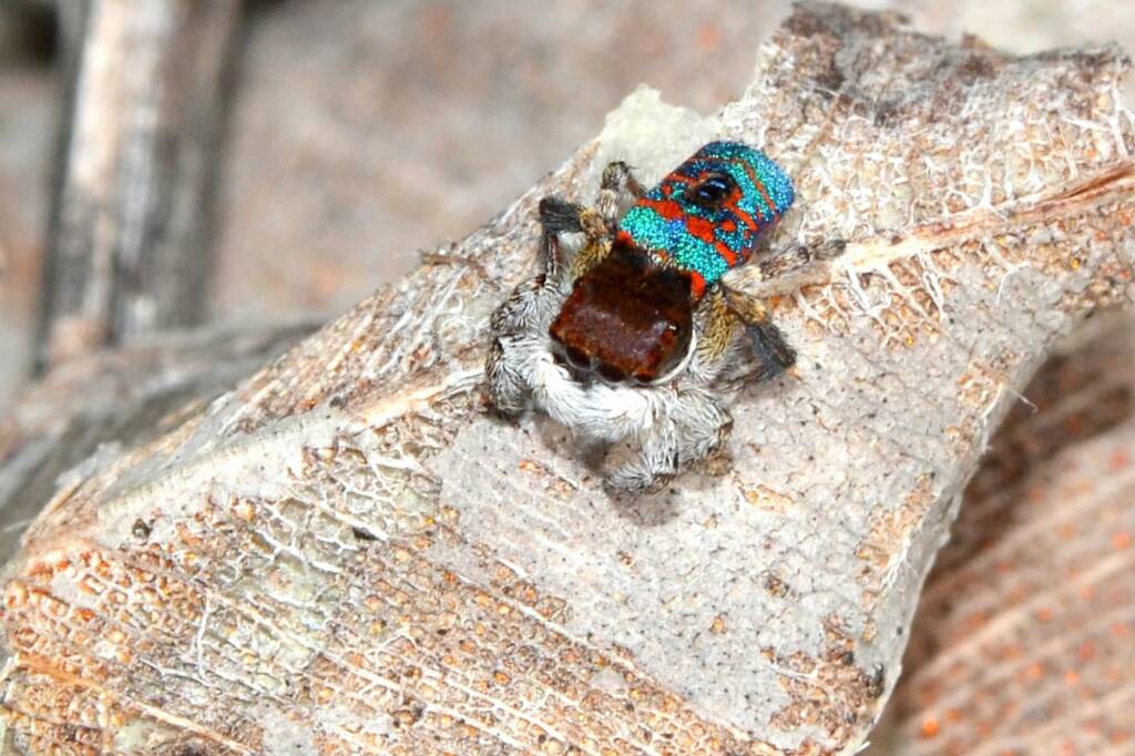 Maratus hortorum, Talbot Road Reserve, Stratton WA © Jean and Fred Hort