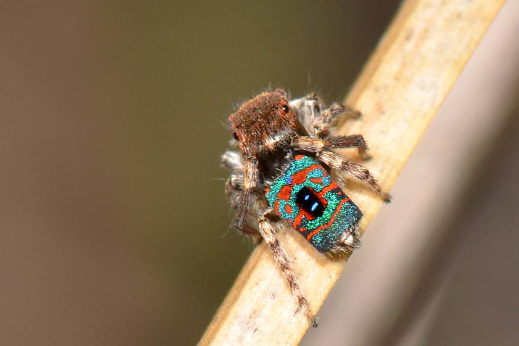 Maratus hortorum, Talbot Road Reserve, Stratton WA © Jean and Fred Hort