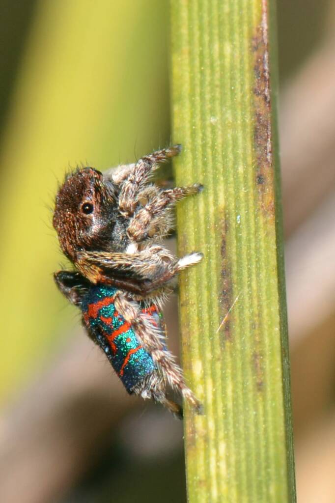Maratus hortorum, Talbot Road Reserve, Stratton WA © Jean and Fred Hort