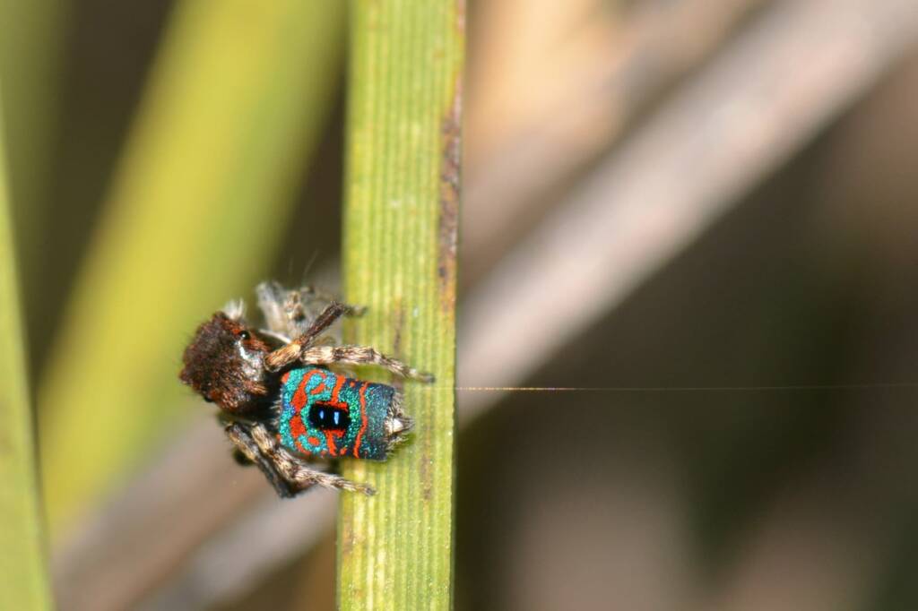 Maratus hortorum, Talbot Road Reserve, Stratton WA © Jean and Fred Hort