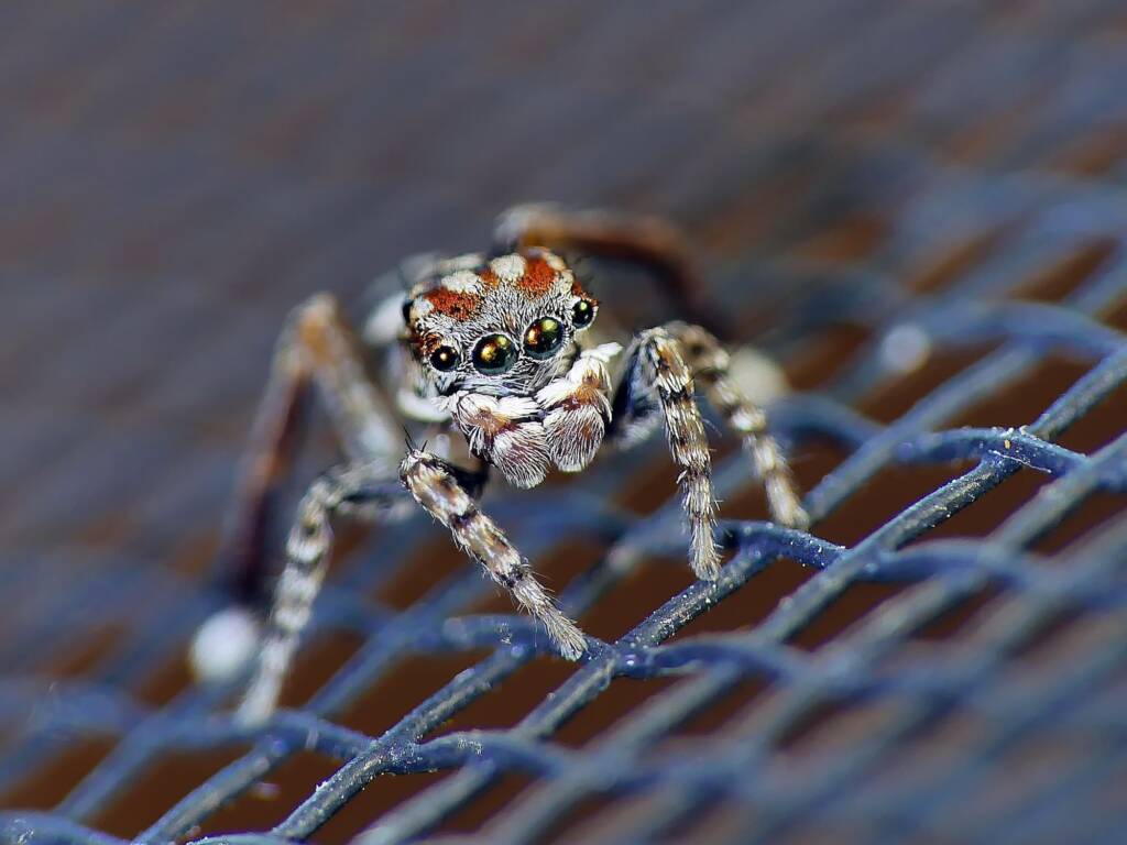 Leo's Jumping Spider (Maratus leo), Hawthorndene SA © Marianne Broug