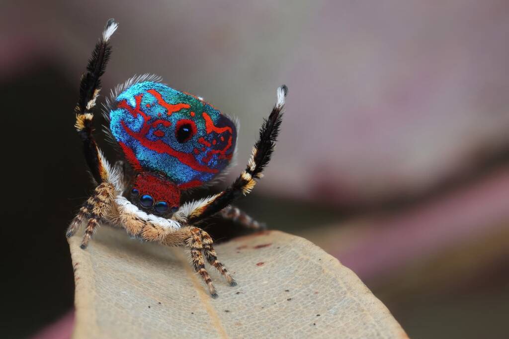 Maratus madelineae (variant), WA © Michael Doe