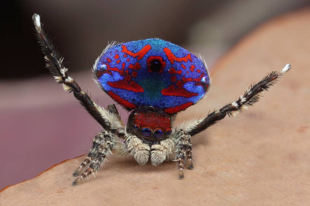 Maratus madelineae (variant), WA © Michael Doe
