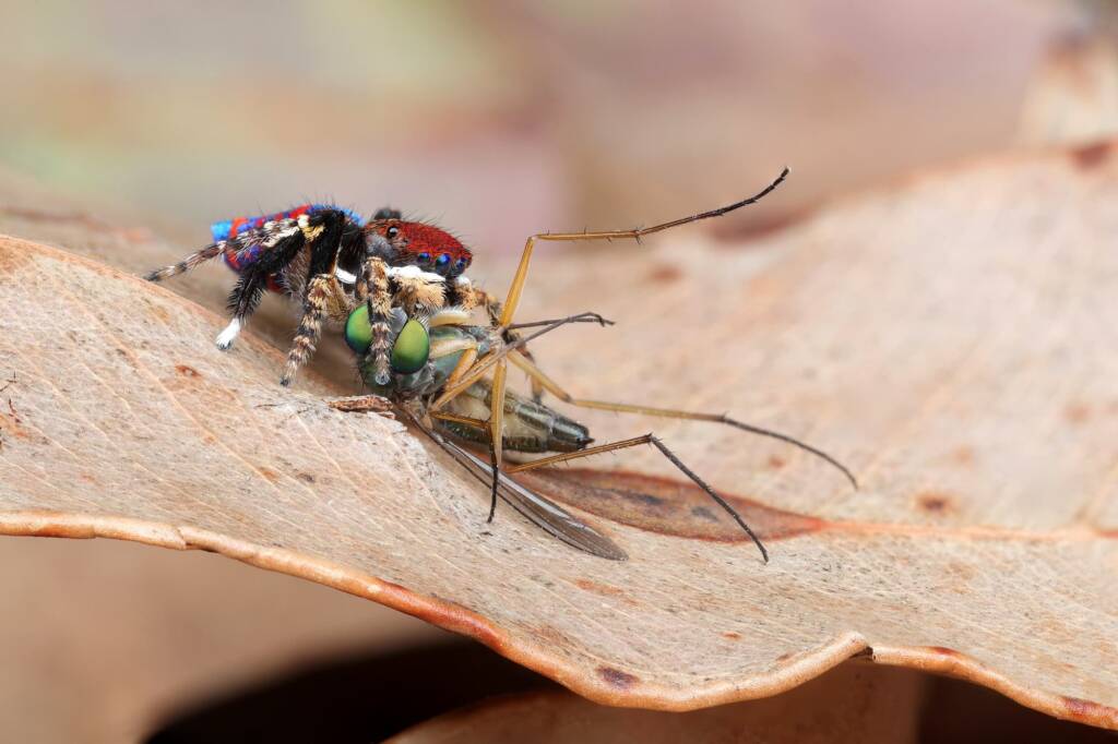 Maratus madelineae (variant) with prey, WA © Michael Doe