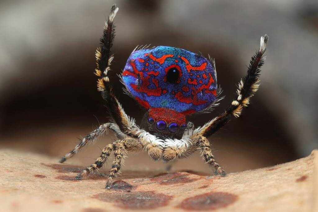 Maratus madelineae (variant), WA © Michael Doe