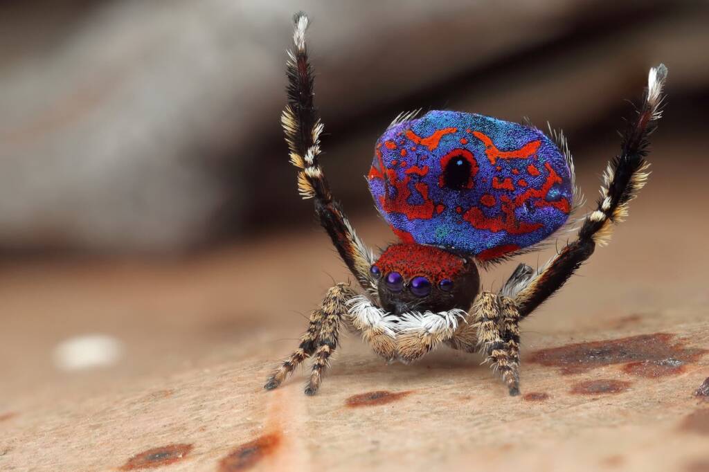 Maratus madelineae (variant), WA © Michael Doe
