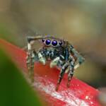 Black-spotted Peacock Spider (Maratus nigromaculatus), Nudgee Beach QLD © Tony Eales