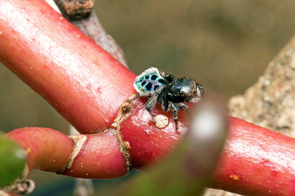 Black-spotted Peacock Spider (Maratus nigromaculatus), Nudgee Beach QLD © Tony Eales
