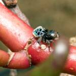 Black-spotted Peacock Spider (Maratus nigromaculatus), Nudgee Beach QLD © Tony Eales