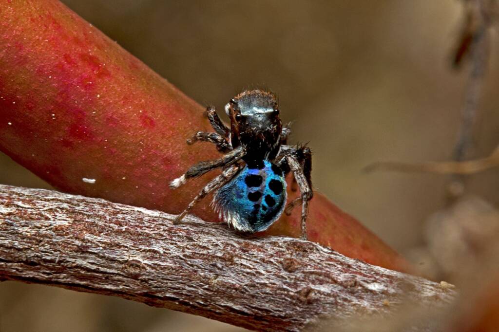 Black-spotted Peacock Spider (Maratus nigromaculatus), Nudgee Beach QLD © Tony Eales