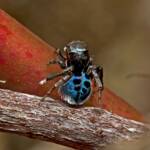 Black-spotted Peacock Spider (Maratus nigromaculatus), Nudgee Beach QLD © Tony Eales