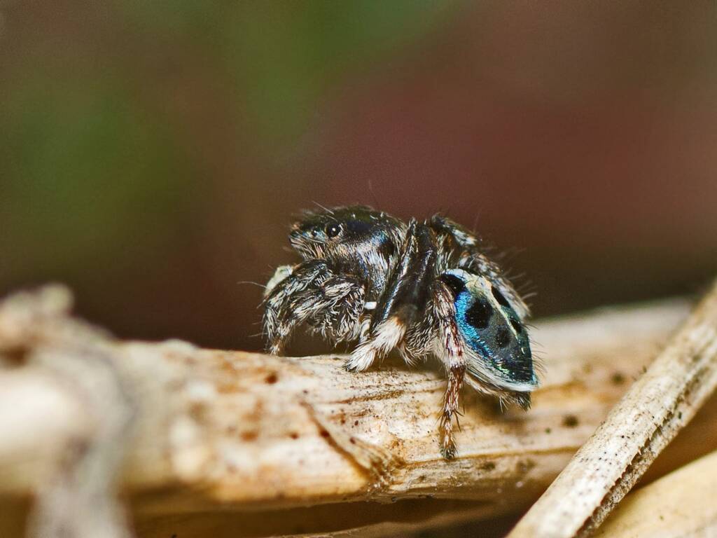 Black-spotted Peacock Spider (Maratus nigromaculatus), Elliott Heads QLD © Tony Eales