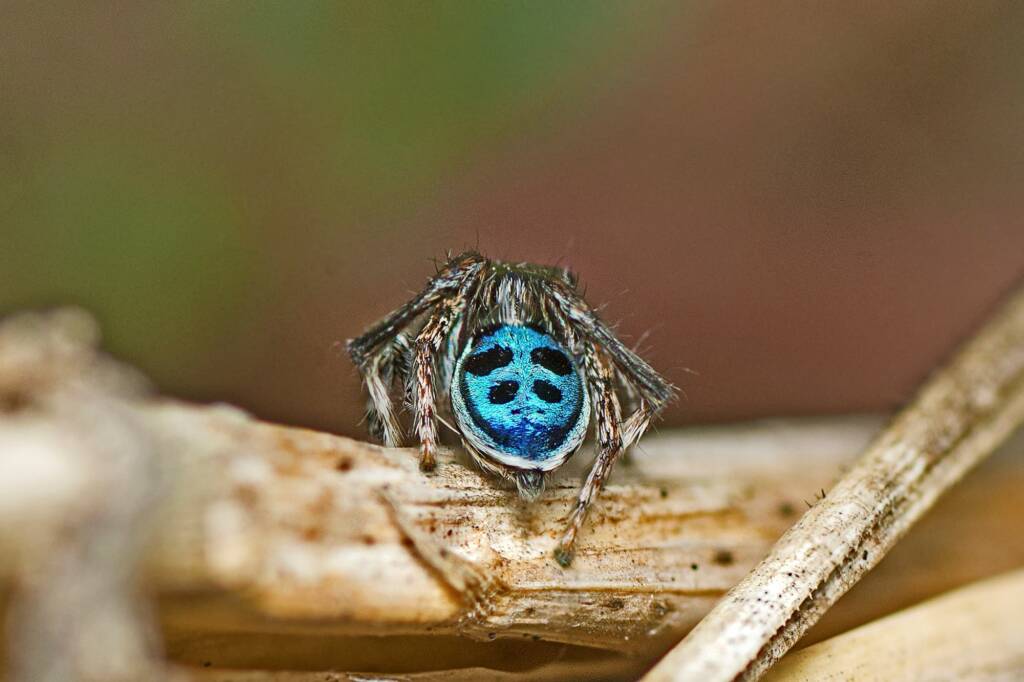 Black-spotted Peacock Spider (Maratus nigromaculatus), Elliott Heads QLD © Tony Eales