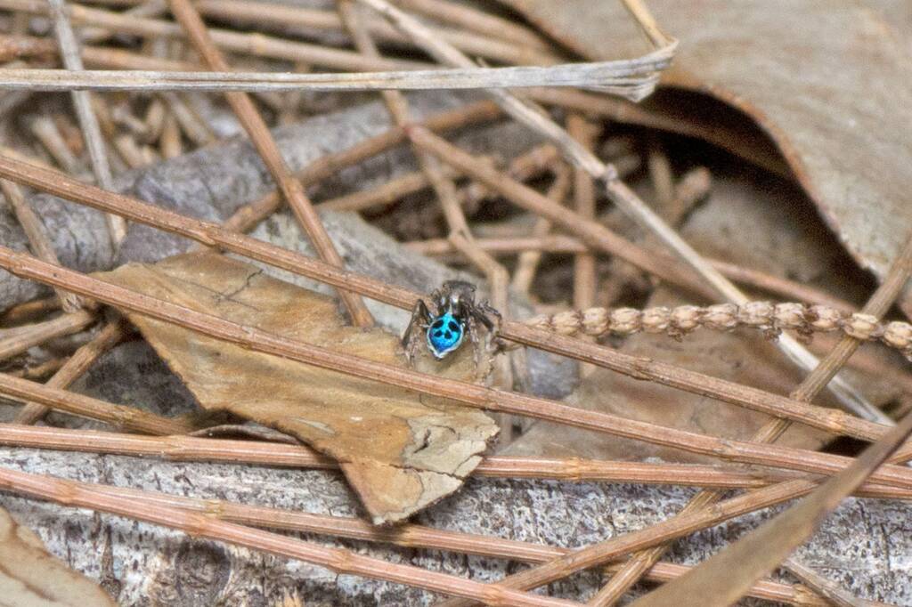 Black-spotted Peacock Spider (Maratus nigromaculatus), Freshwater National Park QLD © Tony Eales