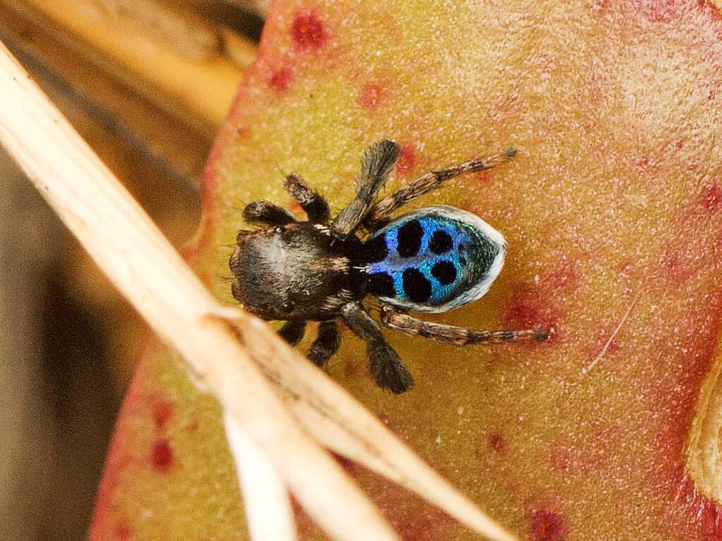 Black-spotted Peacock Spider (Maratus nigromaculatus), Elliott Heads QLD © Tony Eales