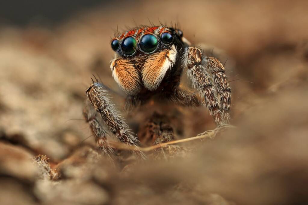 Maratus plumosus (Canon EOS 5d mark iii - canon MPE 65mm f/2.8 1-5x - canon MT 24EX), NSW © Michael Doe