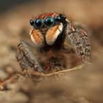 Maratus plumosus (Canon EOS 5d mark iii - canon MPE 65mm f/2.8 1-5x - canon MT 24EX), NSW © Michael Doe
