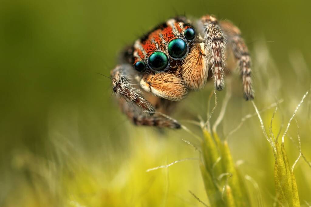 Maratus plumosus (a male peacock spider in moss). Mangrove Mountain NSW © Michael Doe