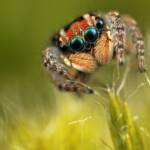 Maratus plumosus (a male peacock spider in moss). Mangrove Mountain NSW © Michael Doe
