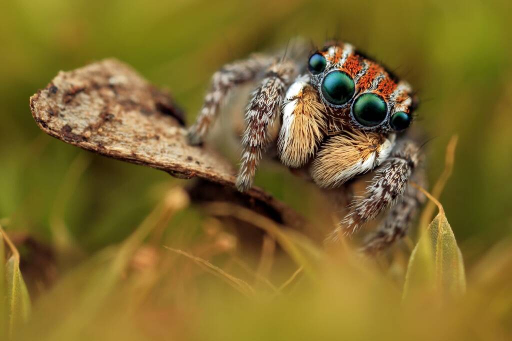 Maratus plumosus (Canon EOS 5d mark iii - canon MPE 65mm f/2.8 1-5x - canon MT 24EX), NSW © Michael Doe