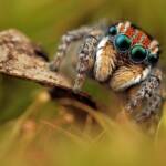 Maratus plumosus (Canon EOS 5d mark iii - canon MPE 65mm f/2.8 1-5x - canon MT 24EX), NSW © Michael Doe