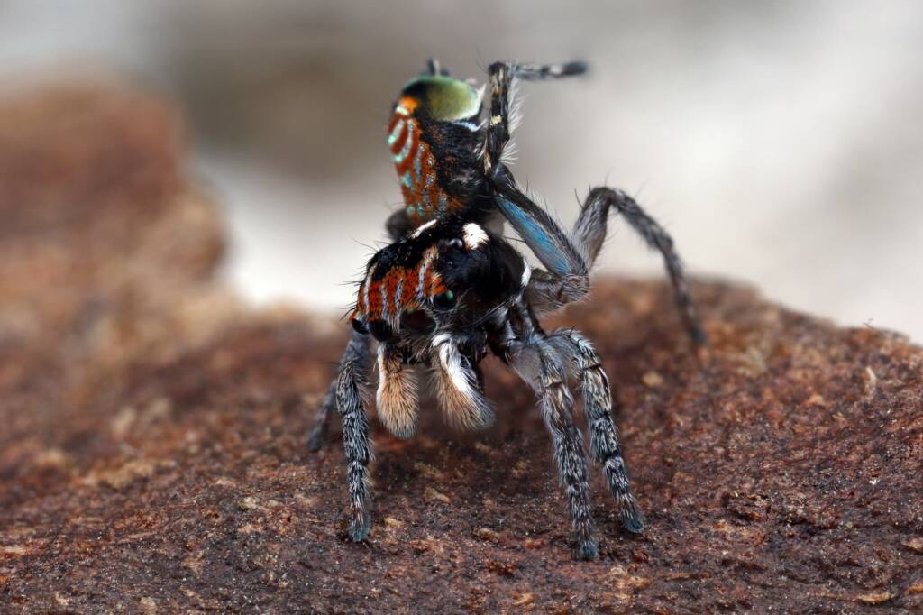 Maratus plumosus displaying, NSW © Michael Doe