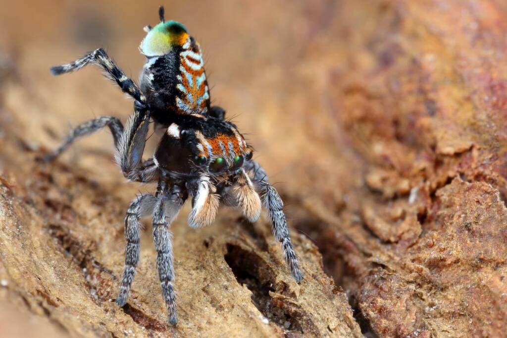 Maratus plumosus displaying, NSW © Michael Doe