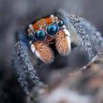 Maratus plumosus, NSW © Michael Doe