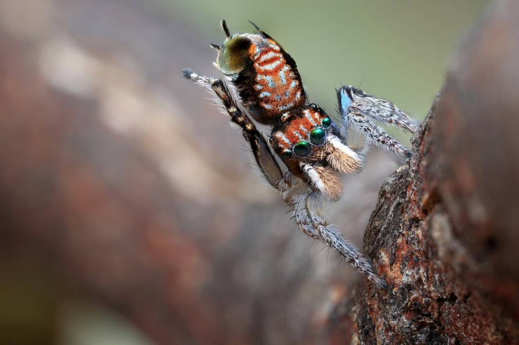 Maratus plumosus, Central Coast NSW © Michael Doe