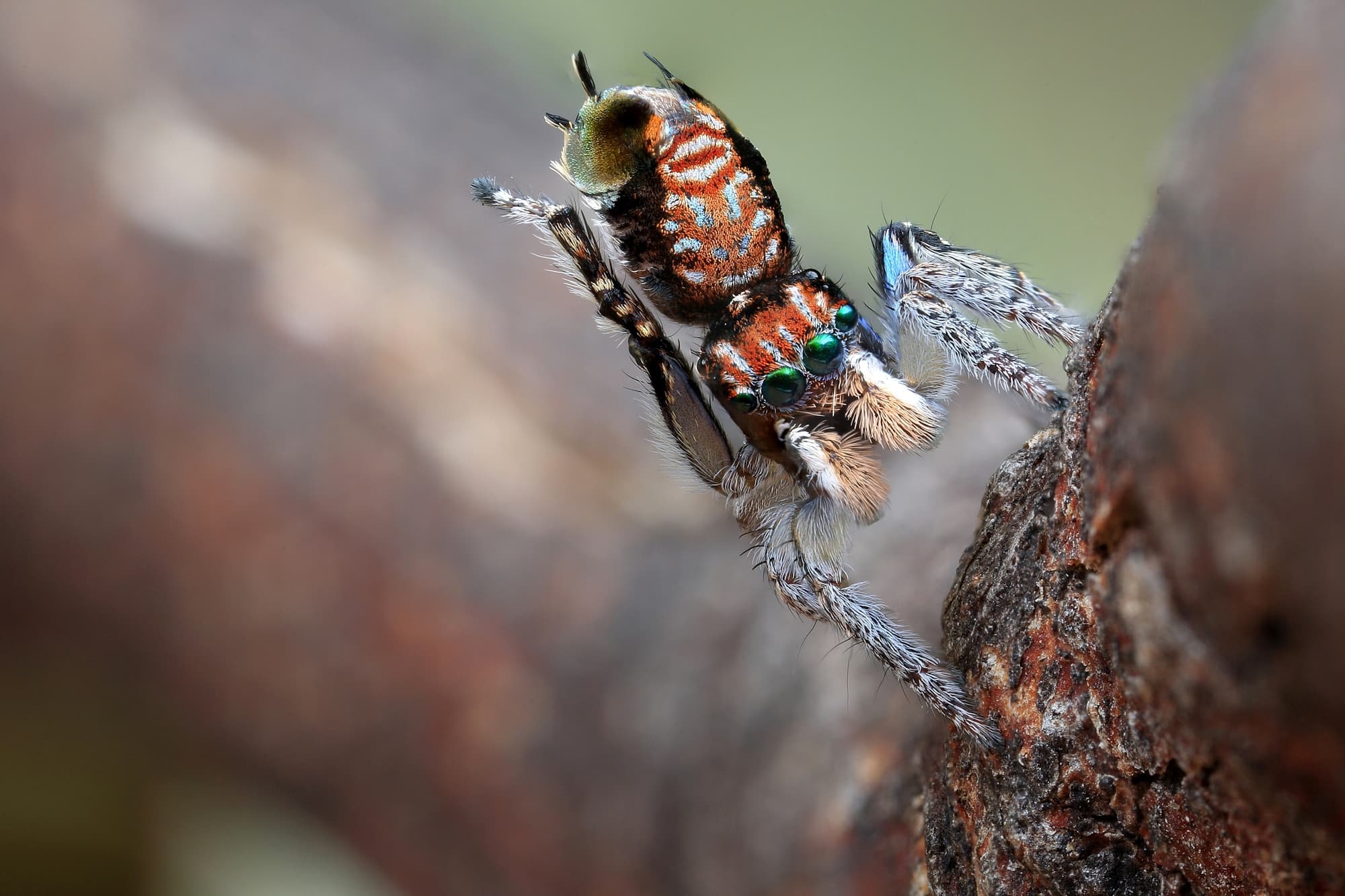 Maratus plumosus, Central Coast NSW © Michael Doe