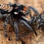 Maratus plumosus with prey (12 shot handheld focus stack), NSW © Michael Doe