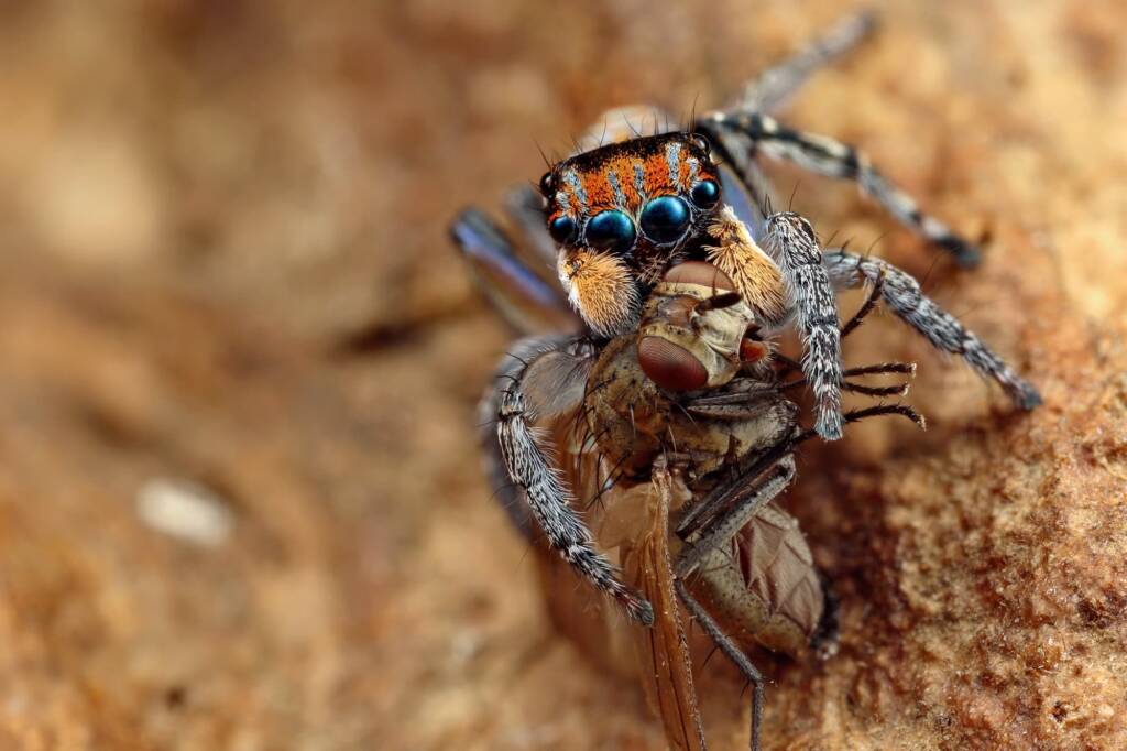 Maratus plumosus with prey (12 shot handheld focus stack), NSW © Michael Doe