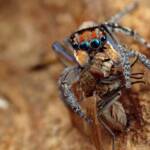 Maratus plumosus with prey (12 shot handheld focus stack), NSW © Michael Doe