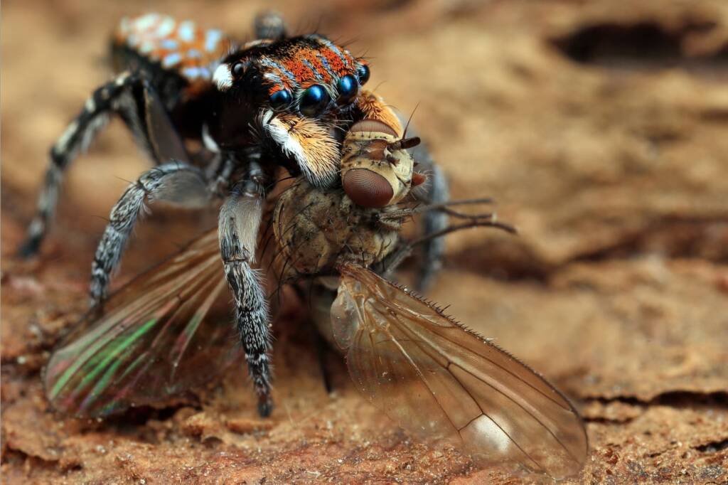 Maratus plumosus with prey, NSW © Michael Doe
