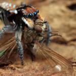 Maratus plumosus with prey, NSW © Michael Doe