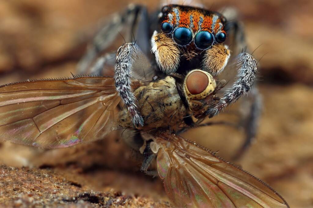 Maratus plumosus with prey, NSW © Michael Doe