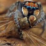 Maratus plumosus with prey, NSW © Michael Doe